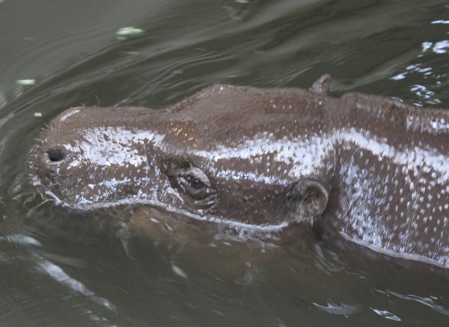 Pygmy hippo