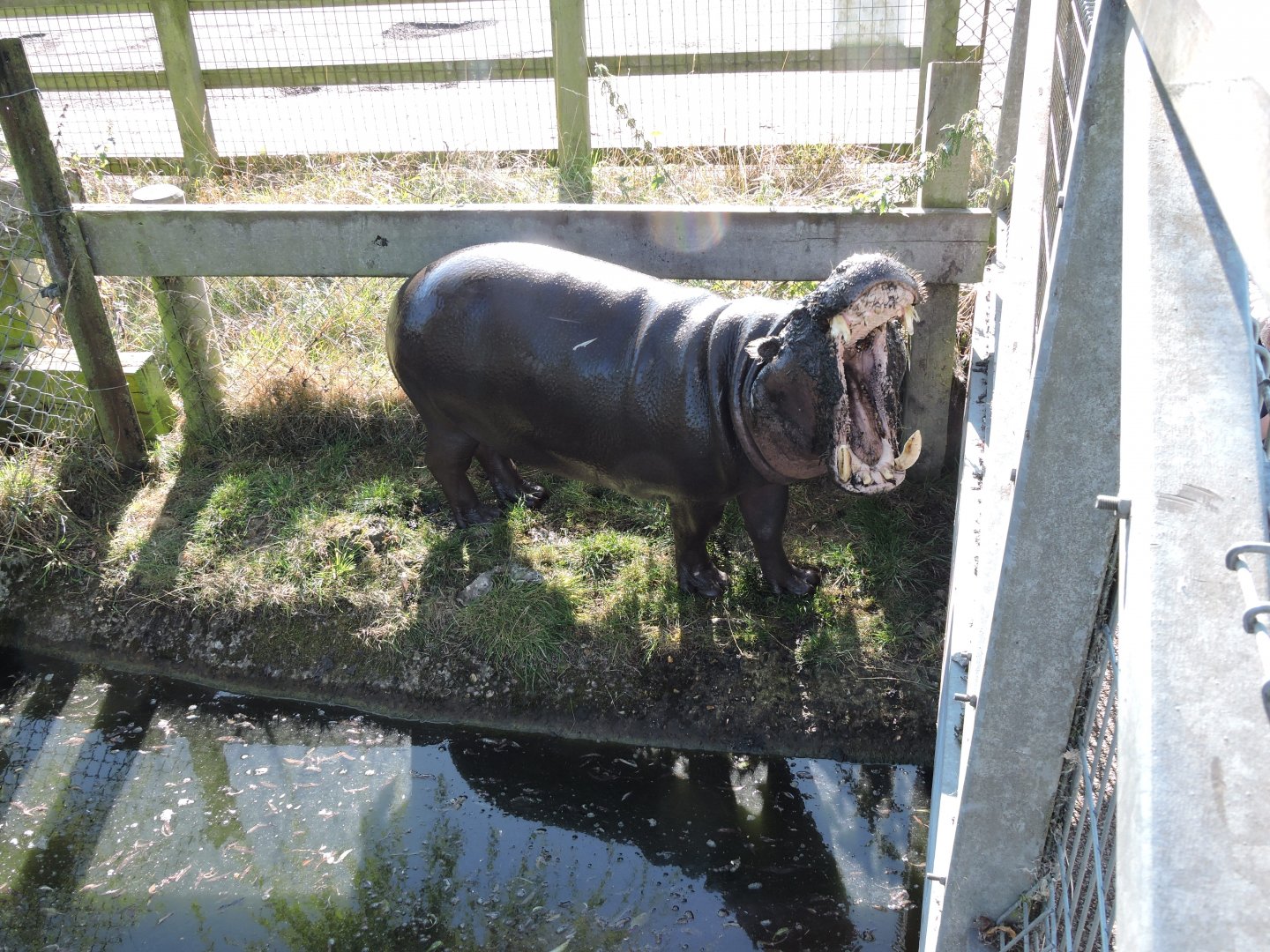 Pygmy Hippo
