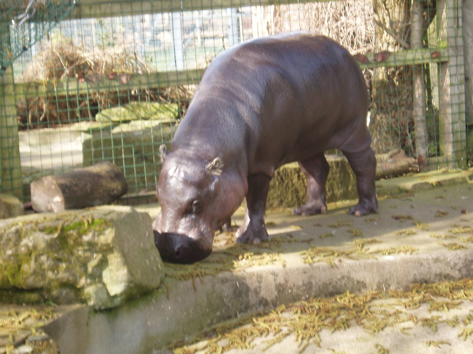 Pygmy hippo