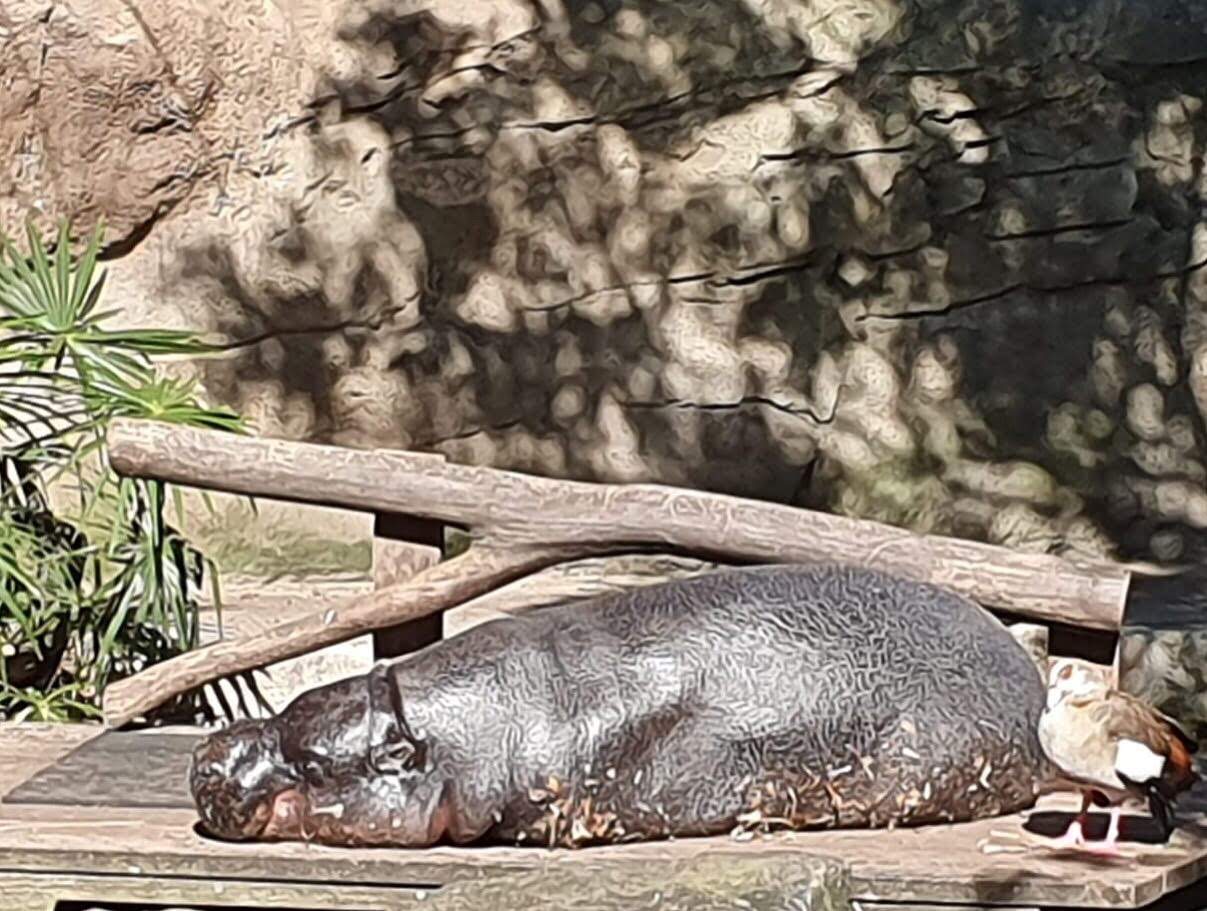Pygmy Hippo