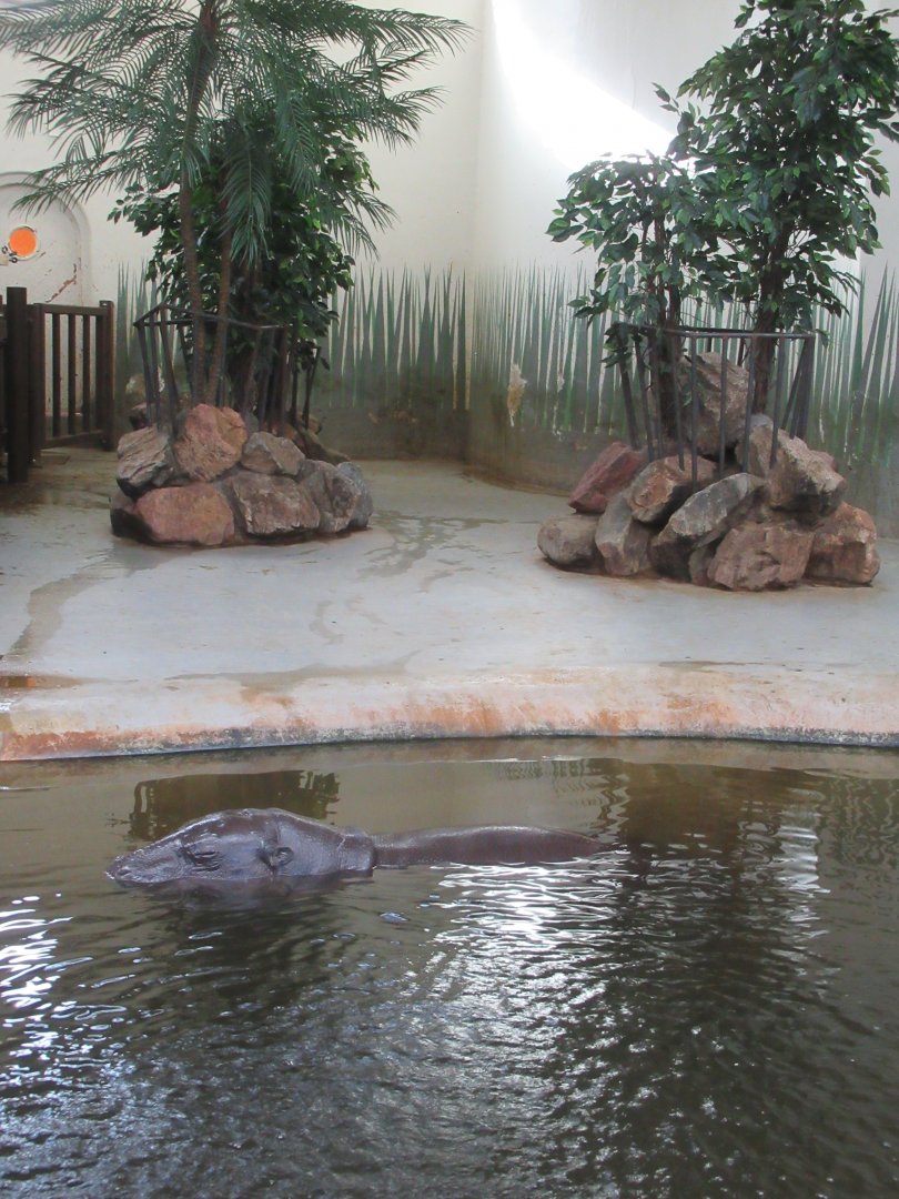 Pygmy Hippo