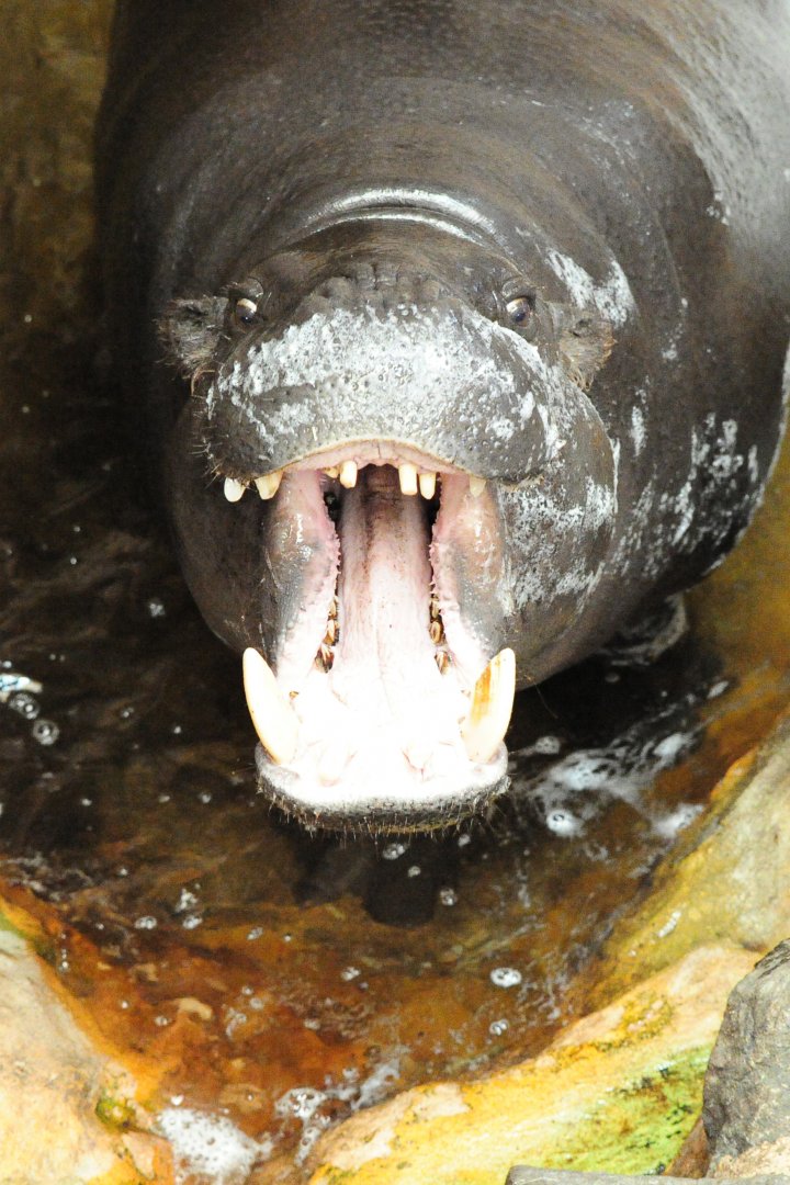 Pygmy Hippo