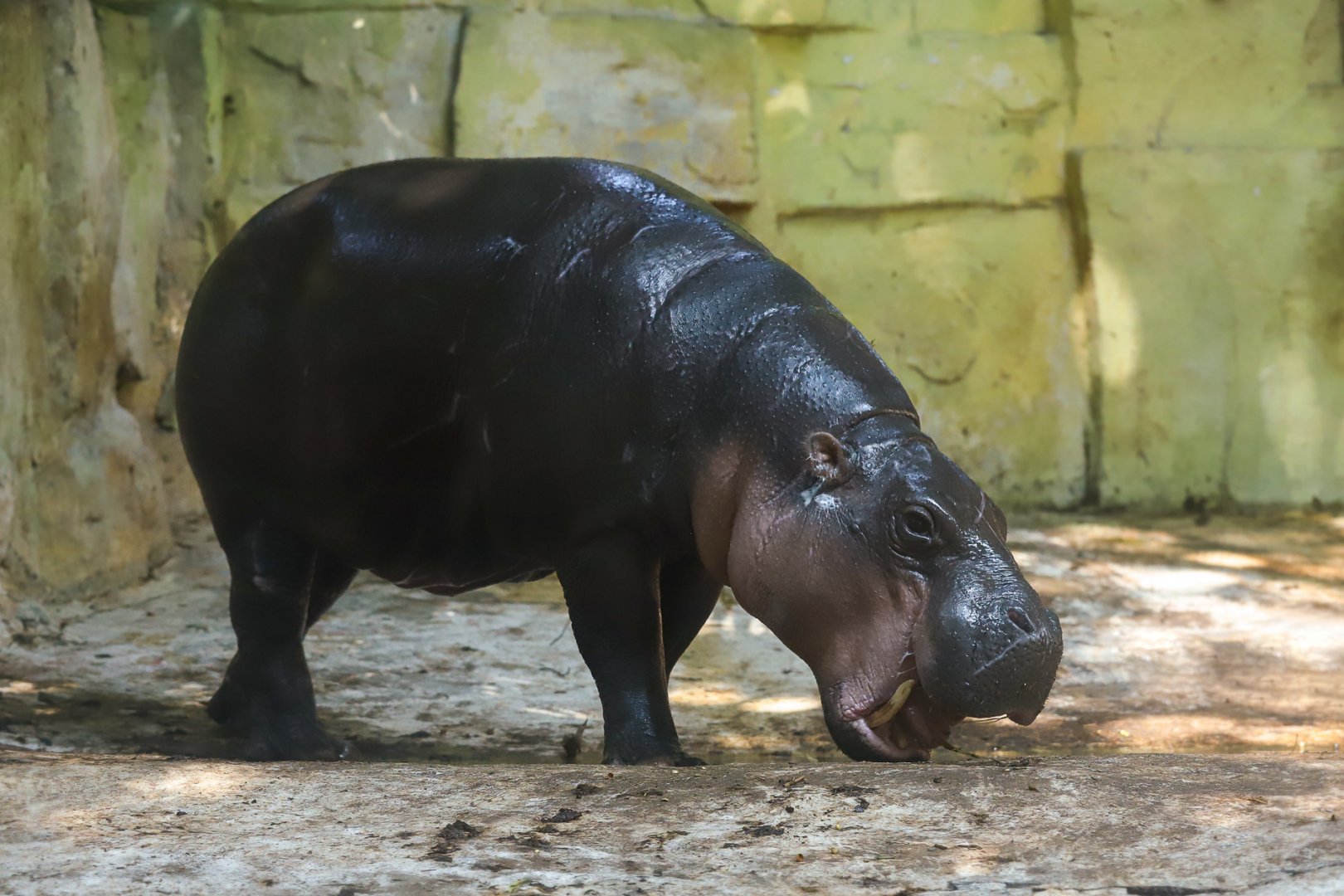 Pygmy Hippo