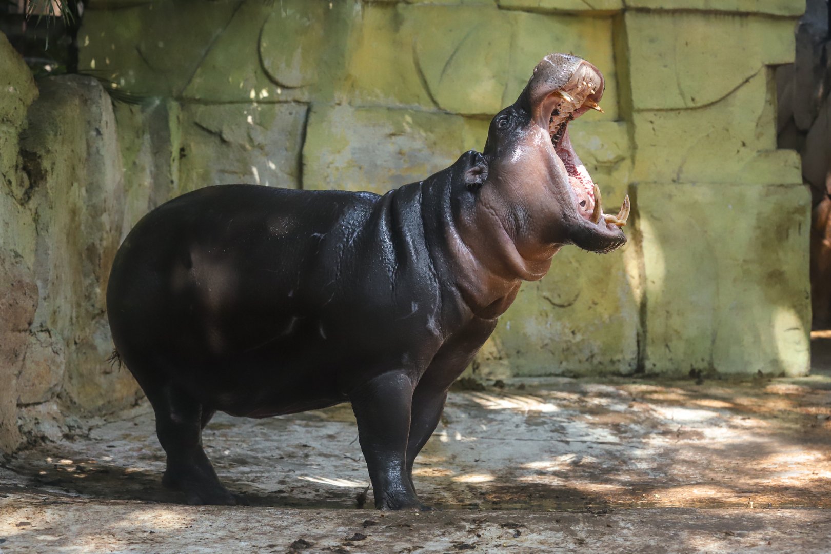 Pygmy Hippo