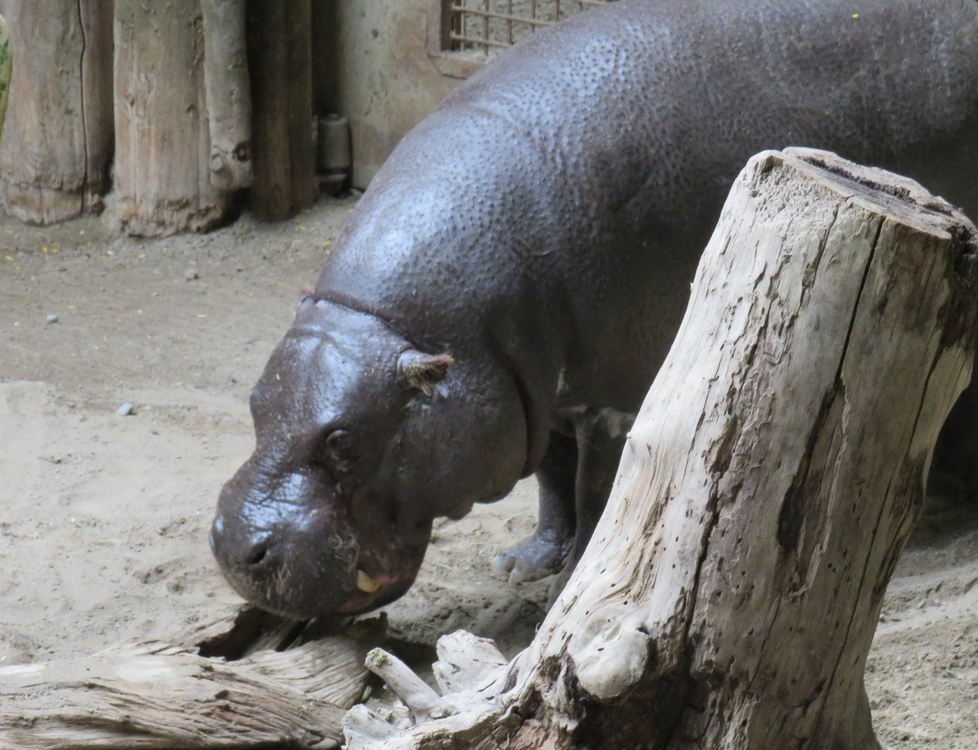 Pygmy hippo