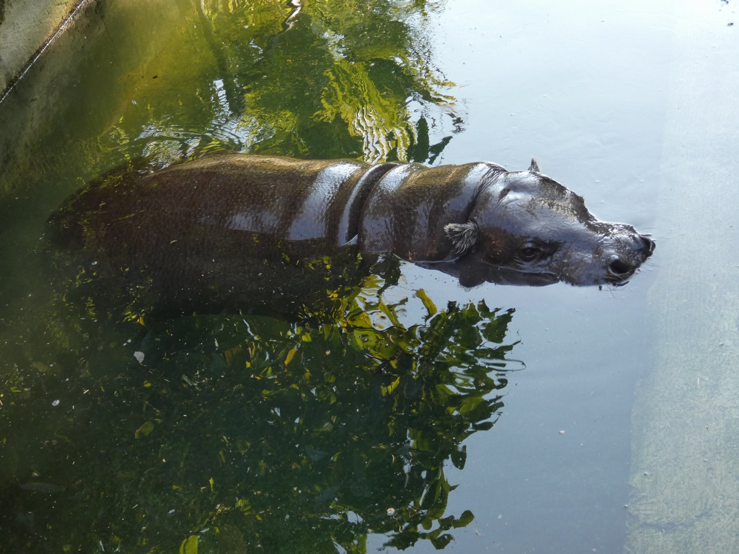 Pygmy hippo