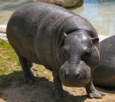 pygmy hippo