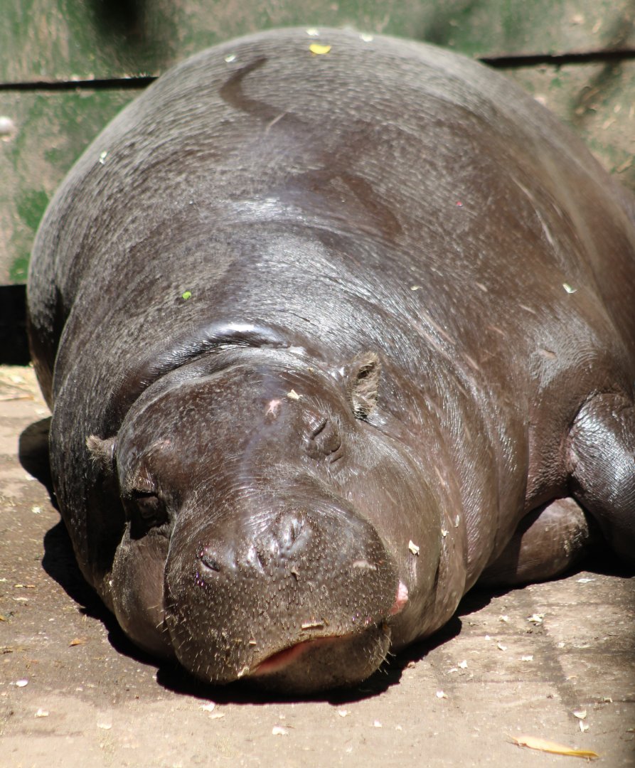 Pygmy hippo