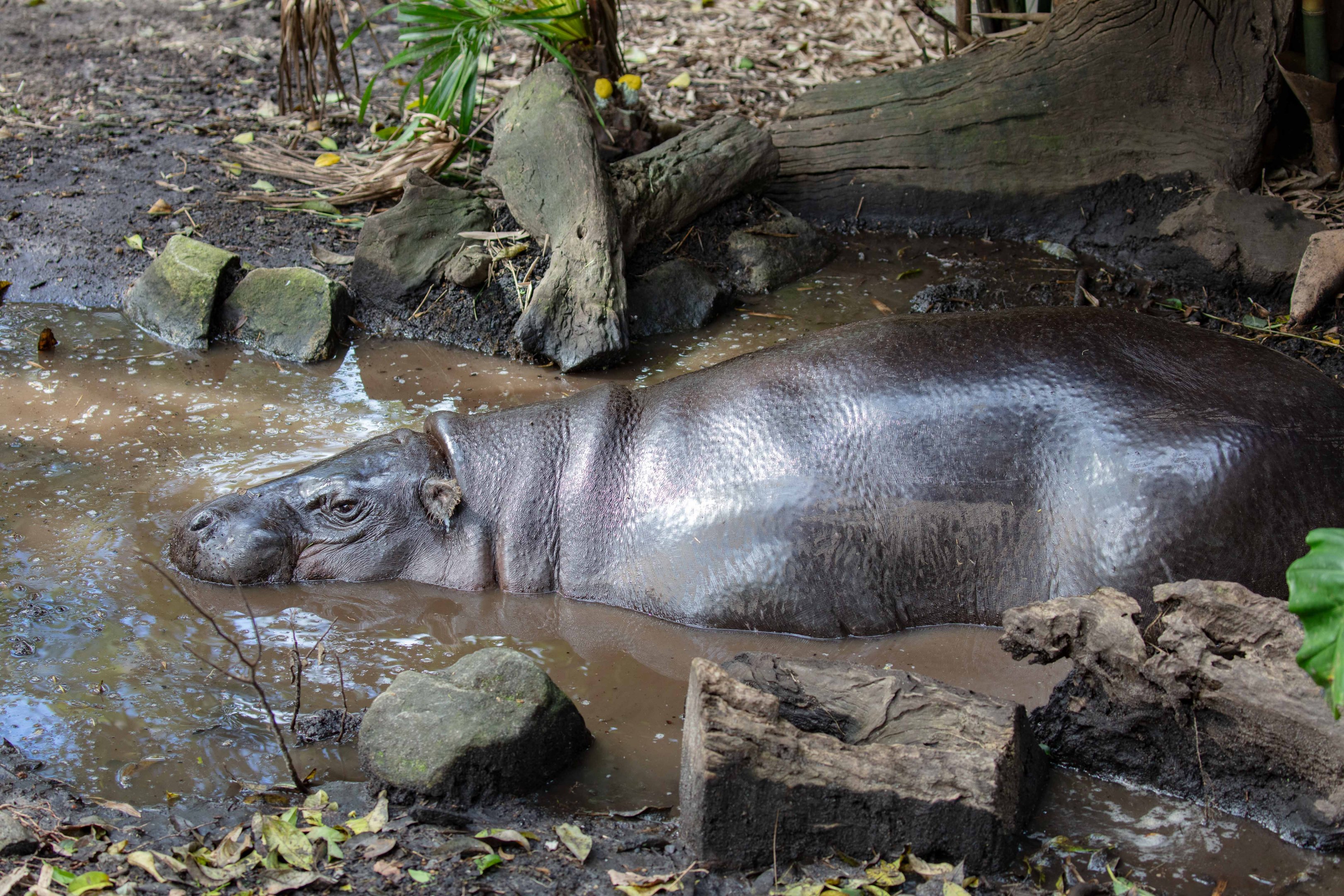 Pygmy Hippo