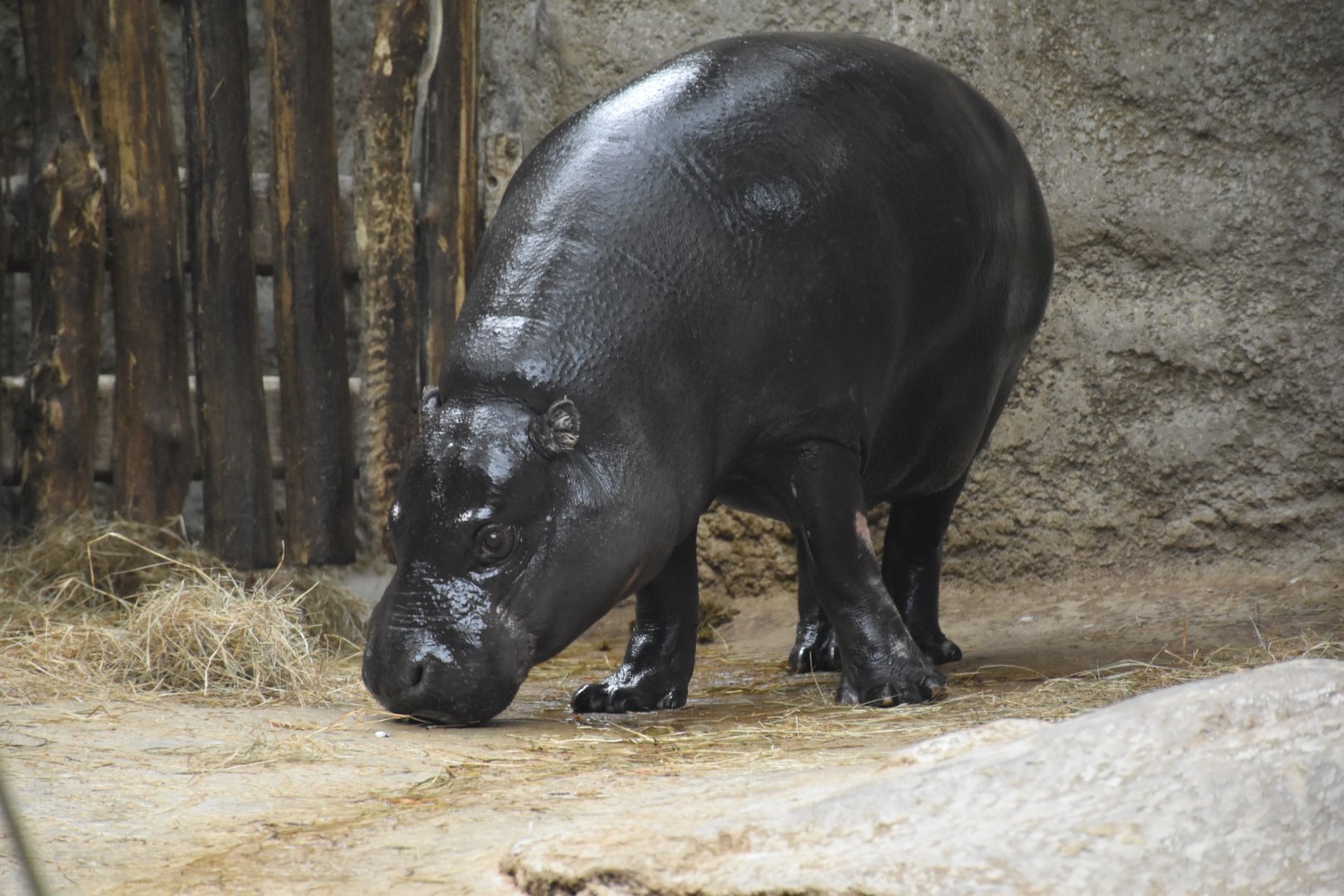 Pygmy hippo