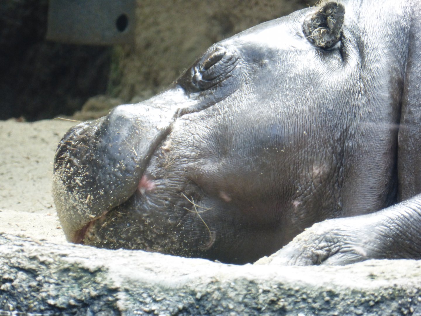 Pygmy hippo