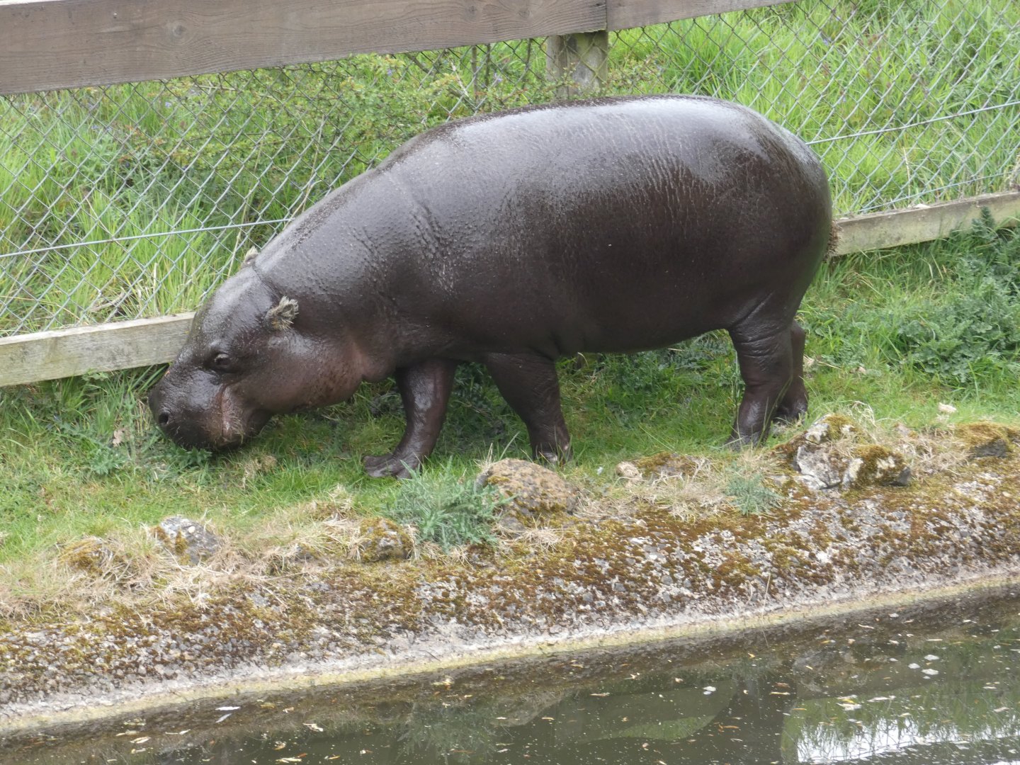 Pygmy hippo