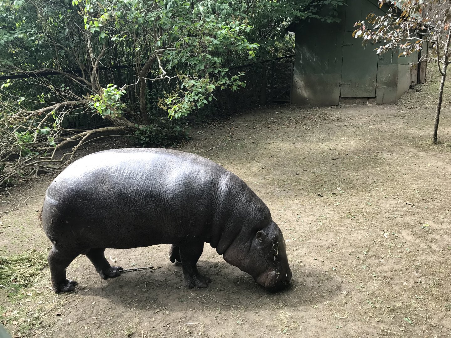 Pygmy hippo
