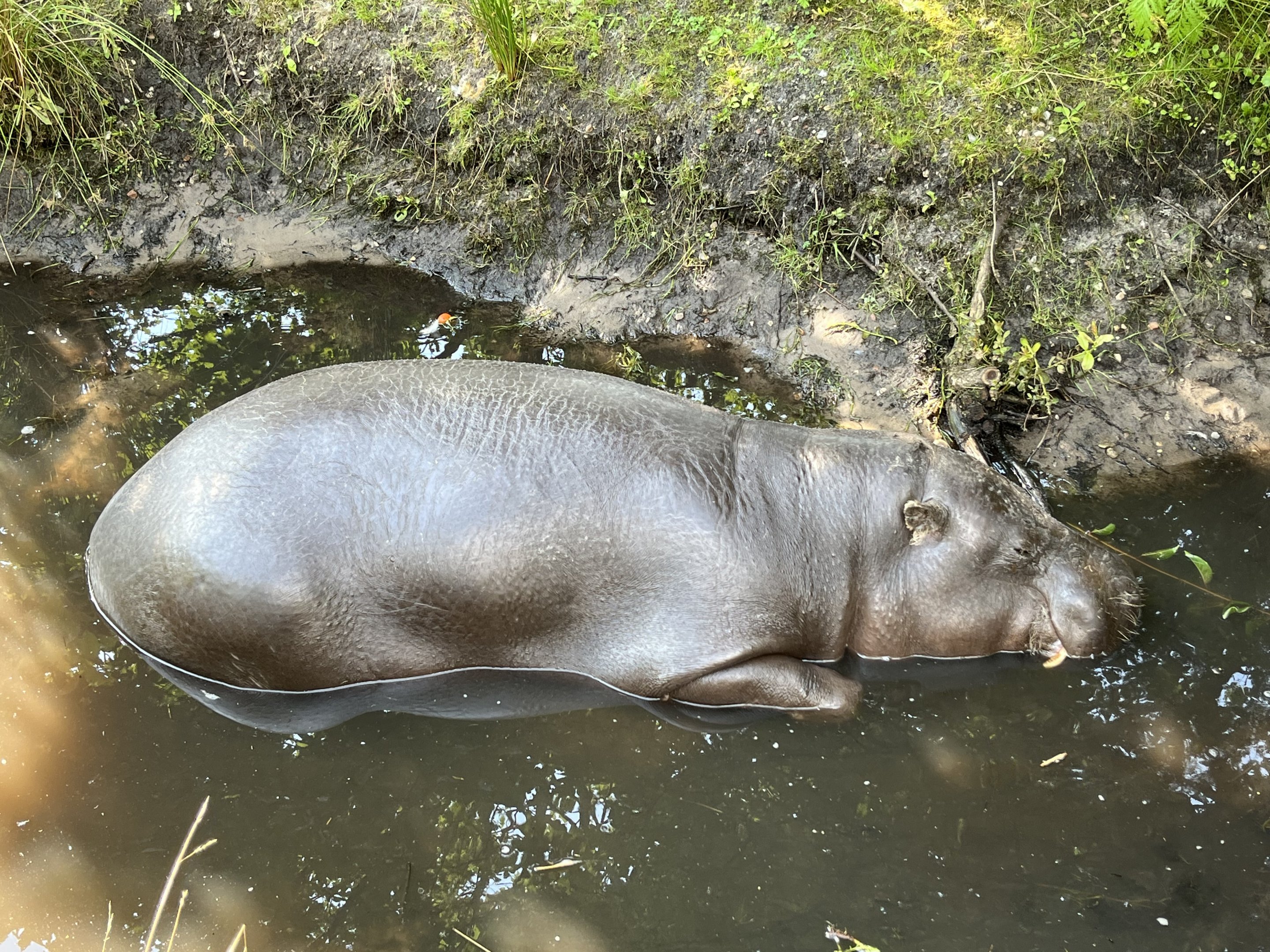 Pygmy Hippo