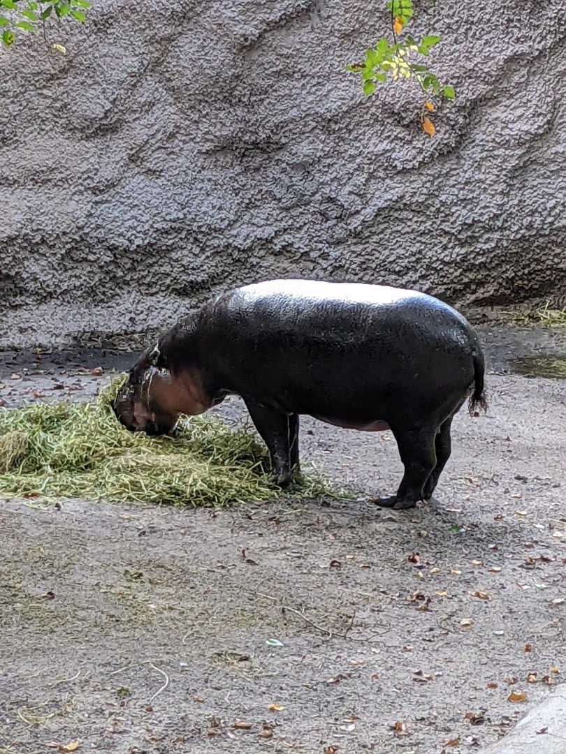 Pygmy hippo