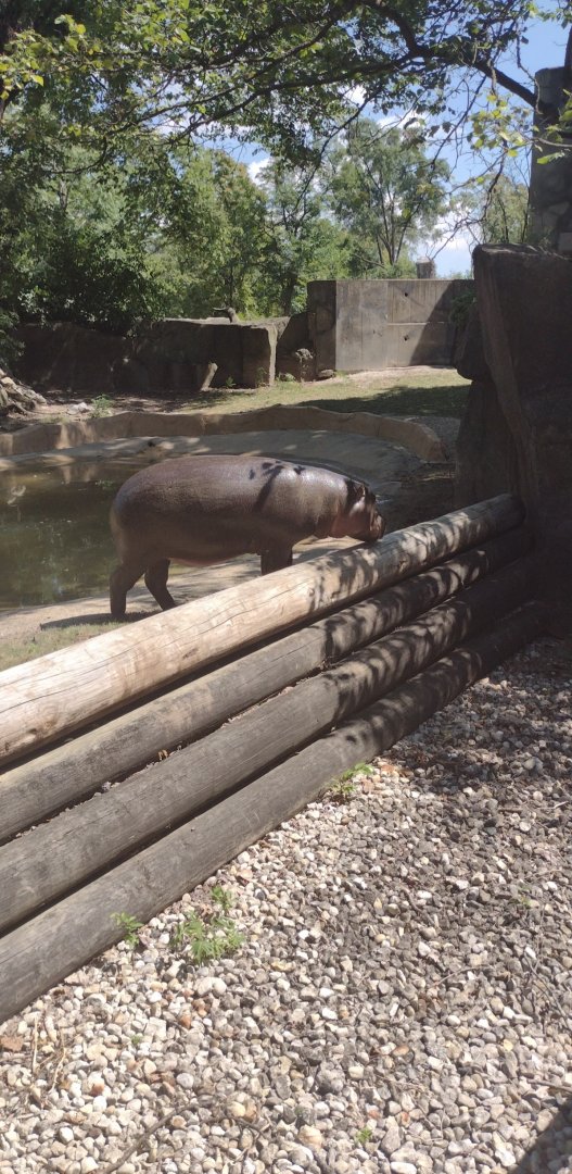 Pygmy Hippo