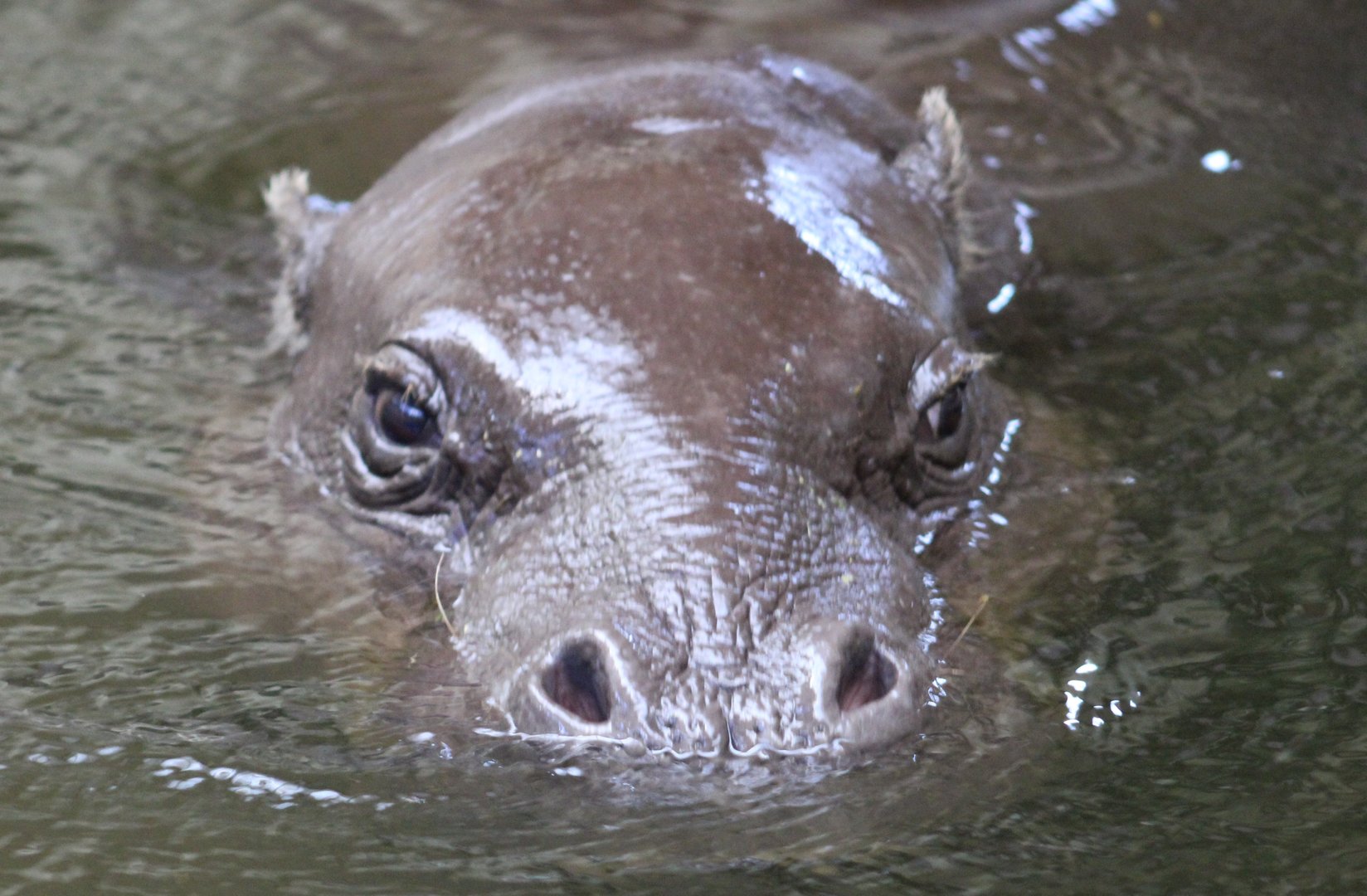 Pygmy hippo