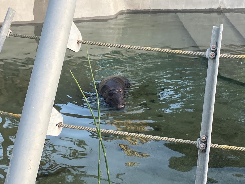 Pygmy Hippo