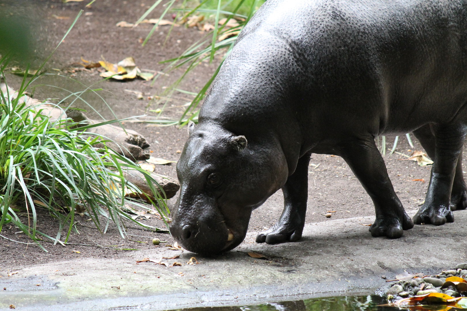 Pygmy Hippo