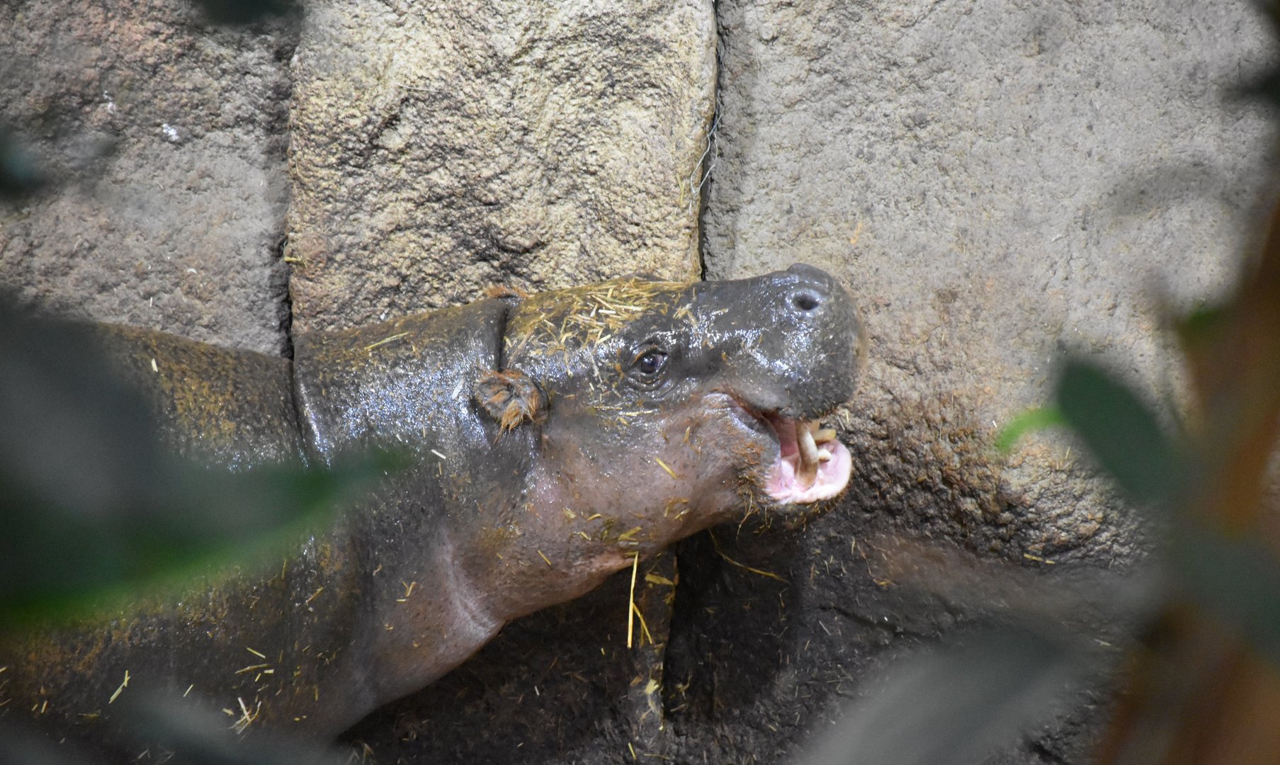 Pygmy hippo