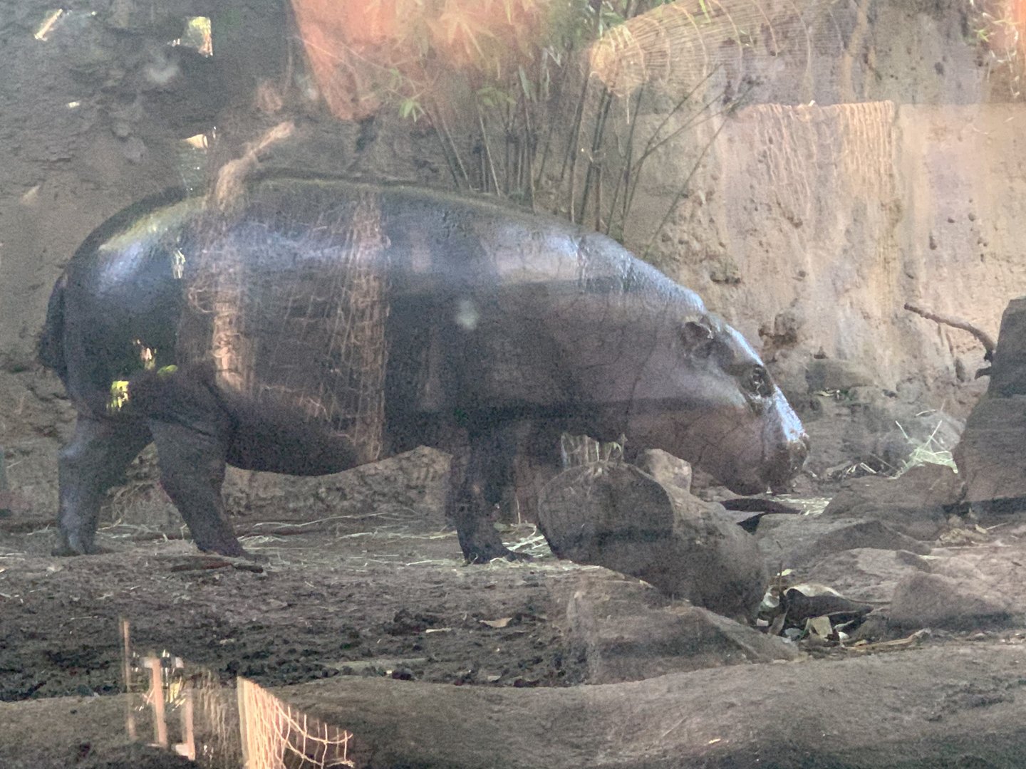 Pygmy Hippo