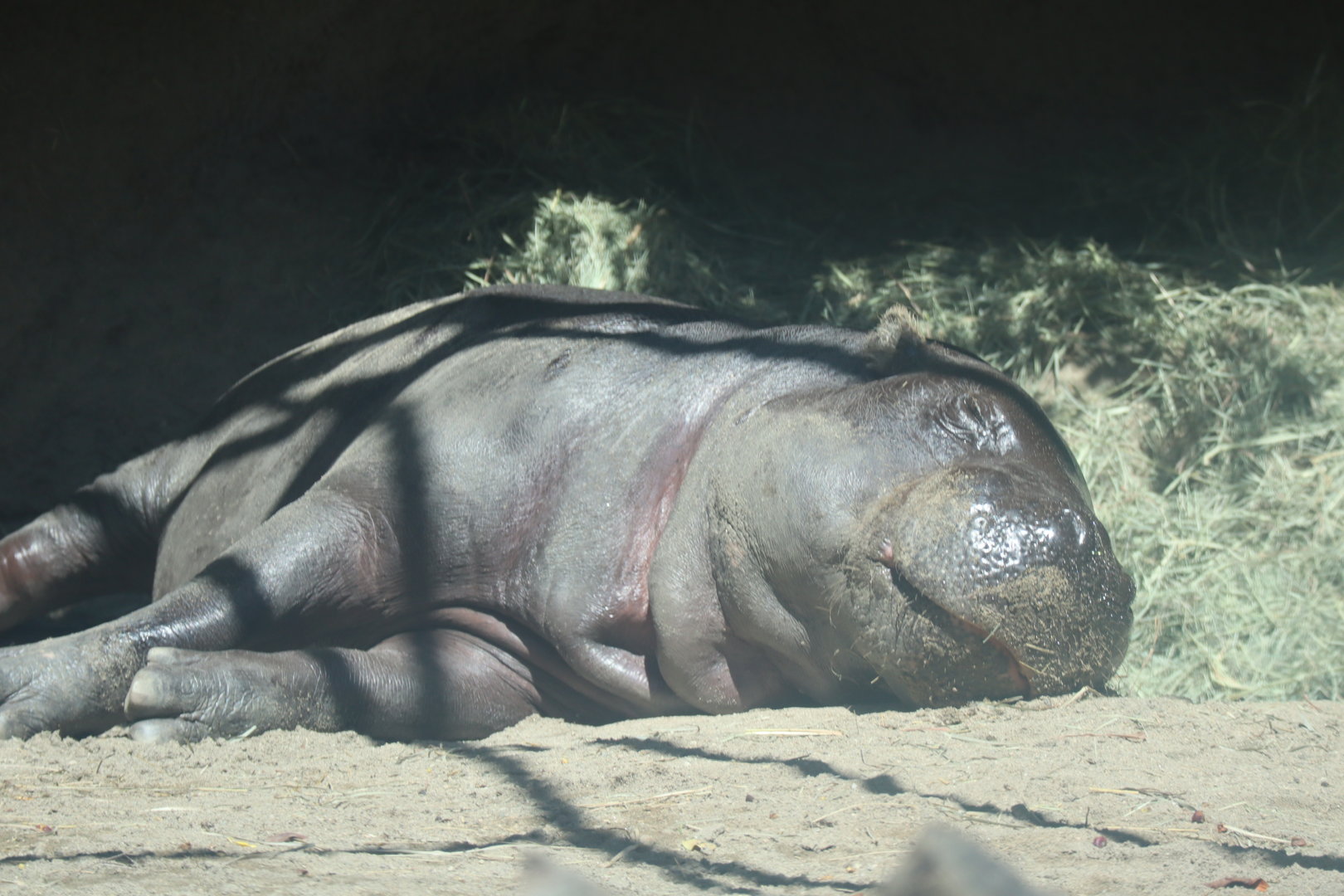 Pygmy Hippo