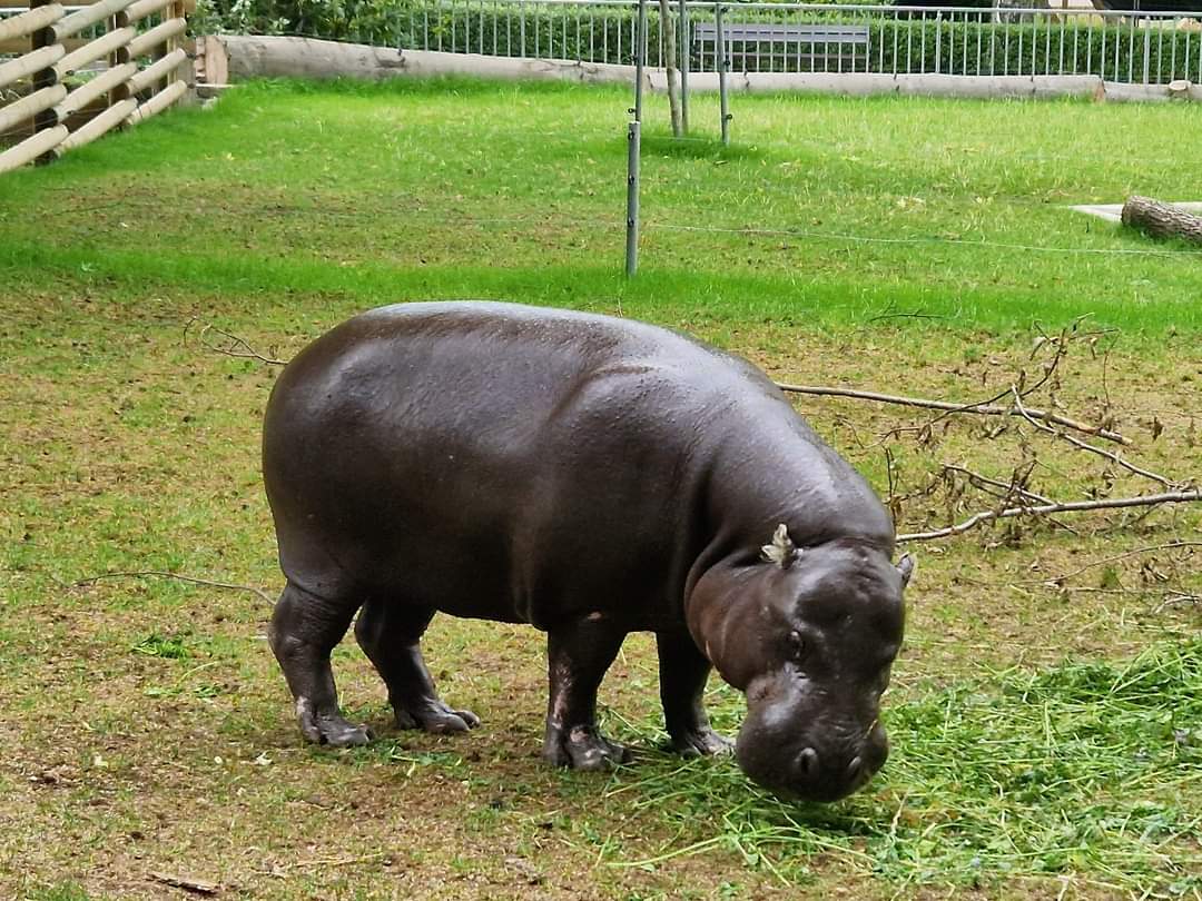 Pygmy hippo