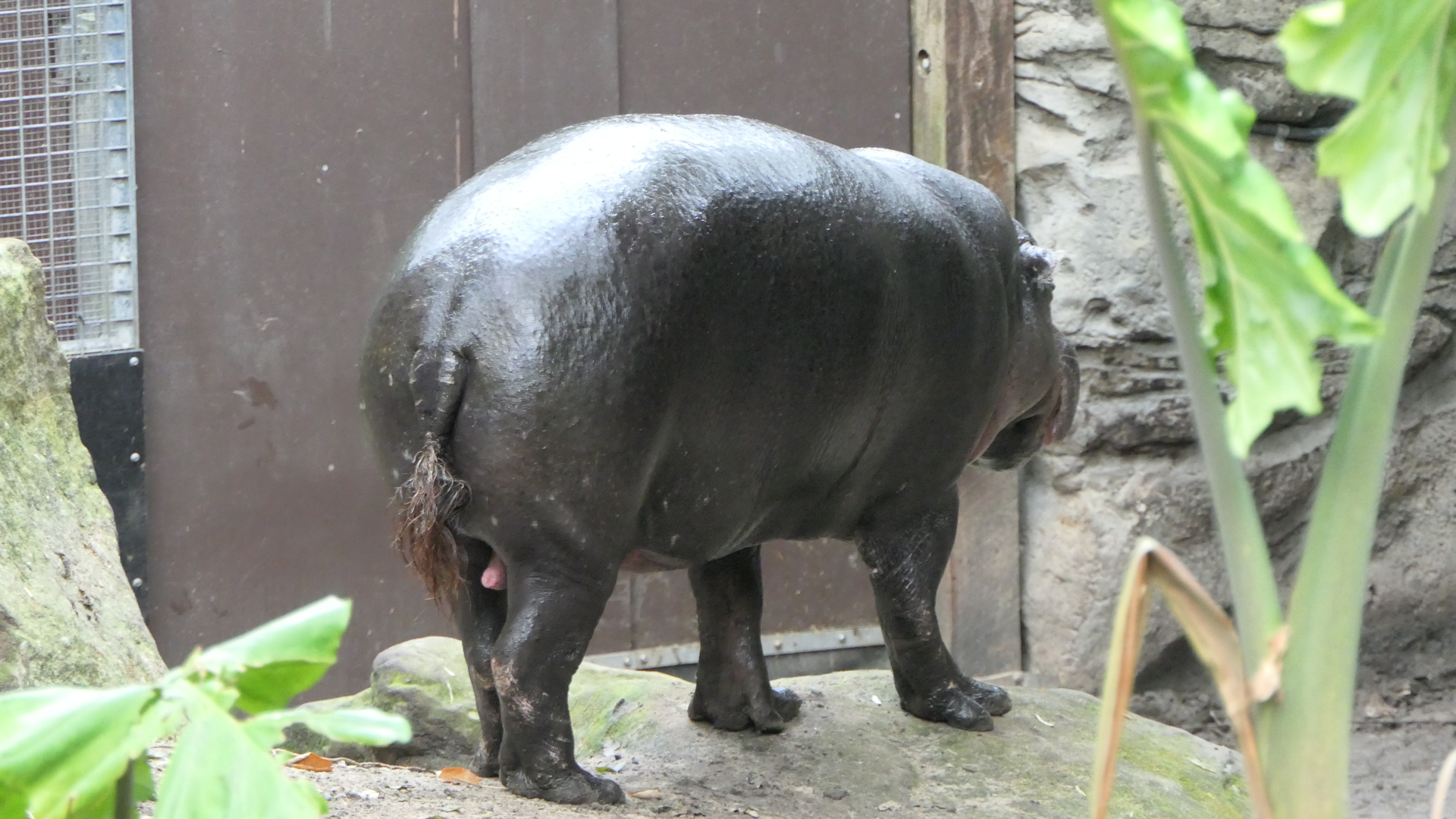 Pygmy Hippo