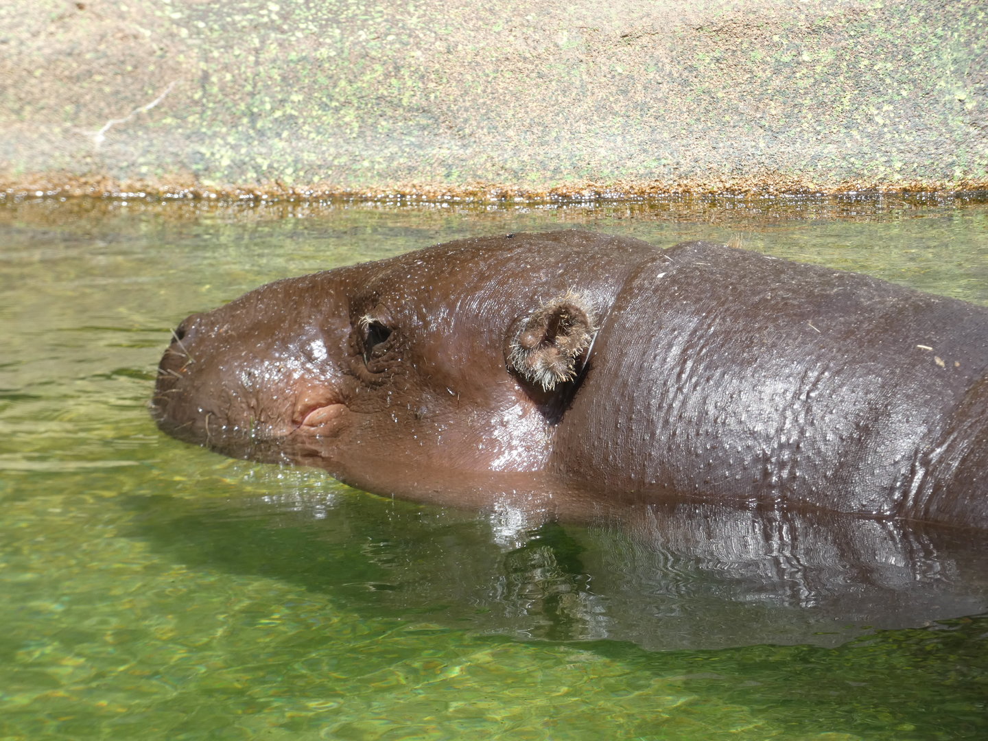 Pygmy Hippo
