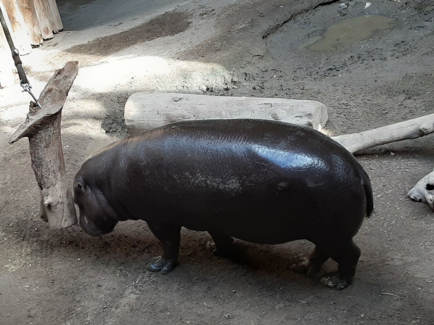Pygmy Hippo