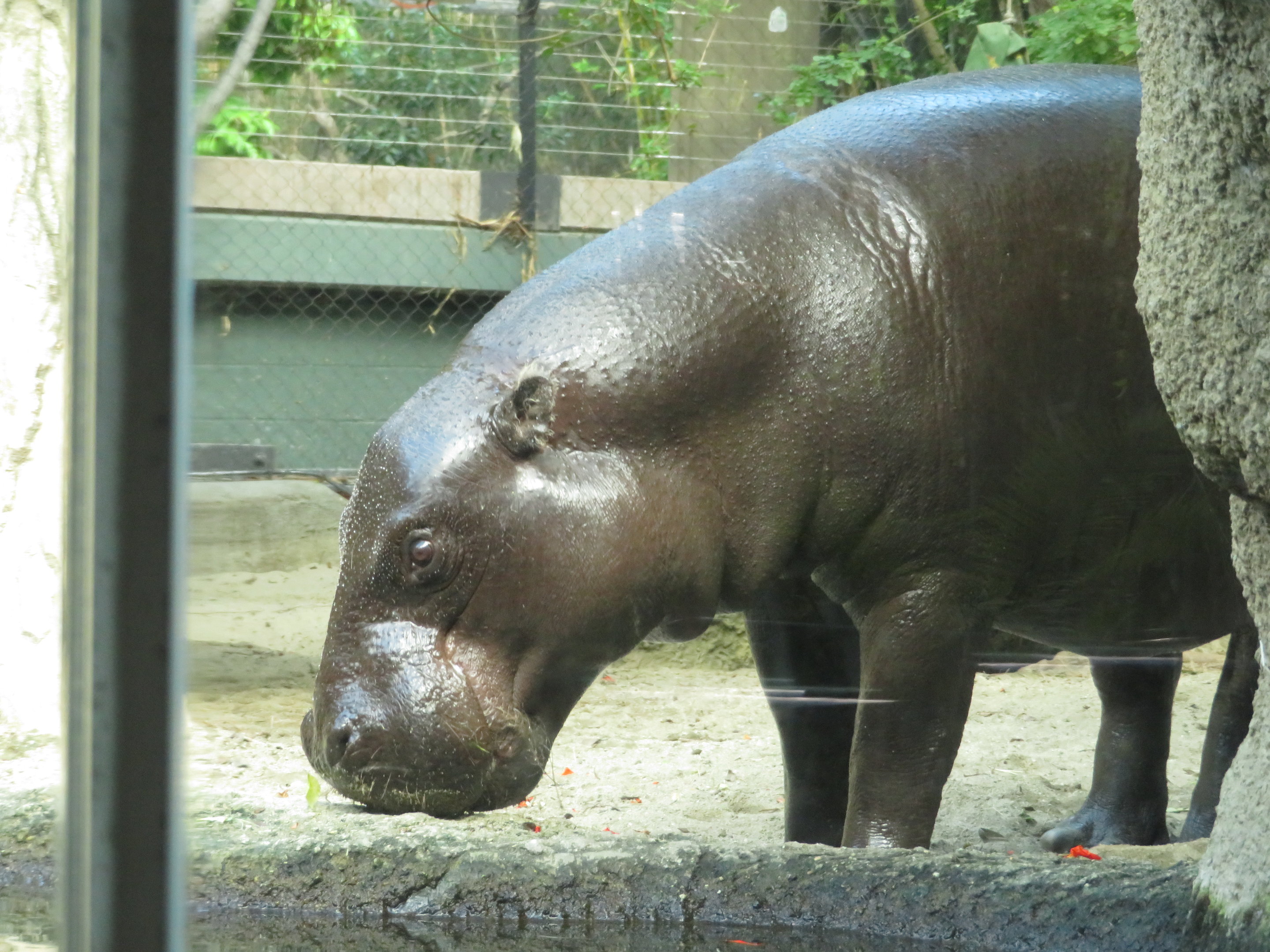 Pygmy Hippo