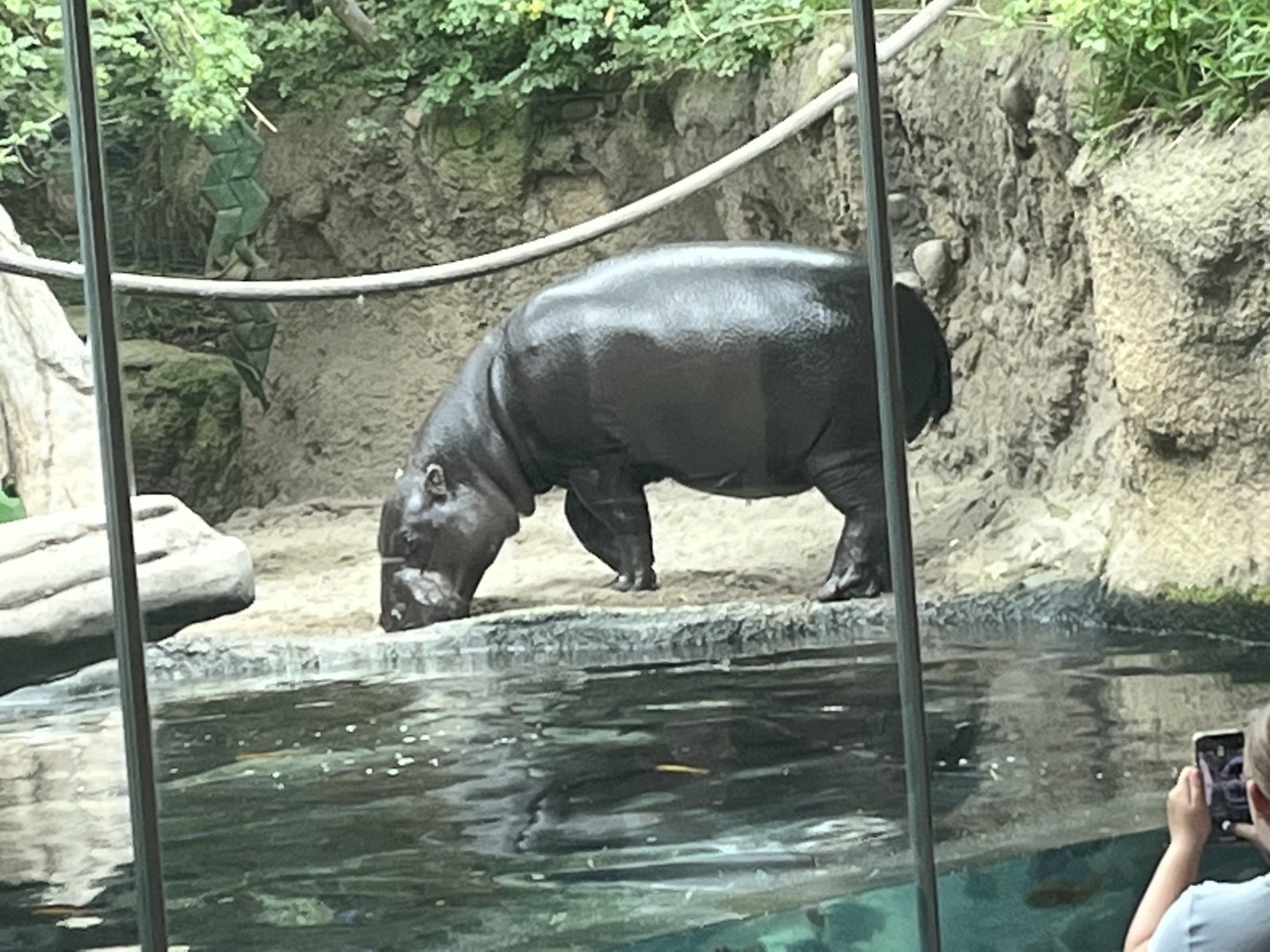 Pygmy Hippo