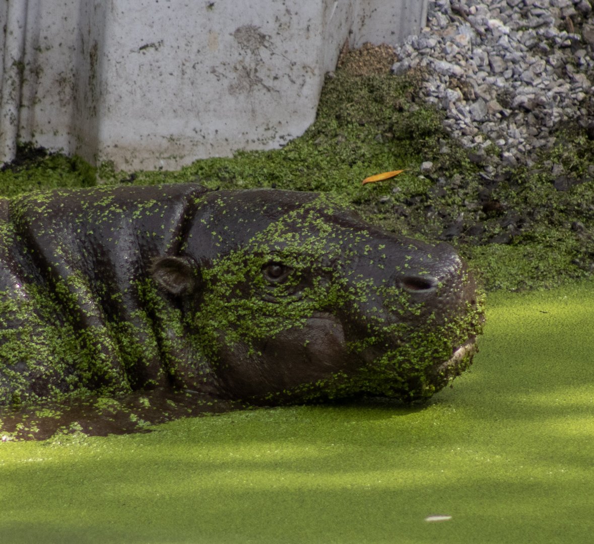 Pygmy Hippo