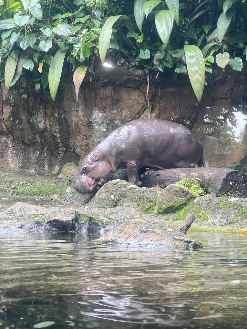 Pygmy Hippo