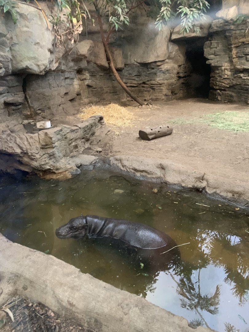 Pygmy hippo