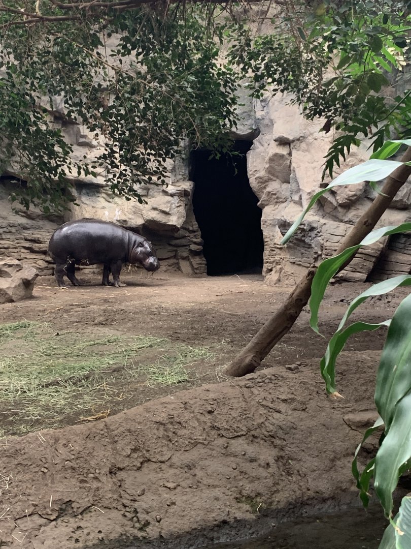 Pygmy Hippo