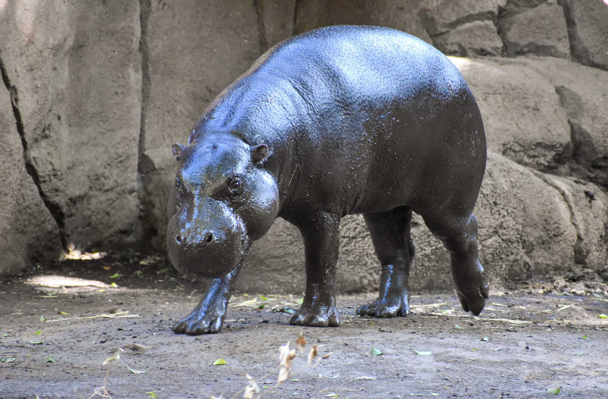 Pygmy Hippo