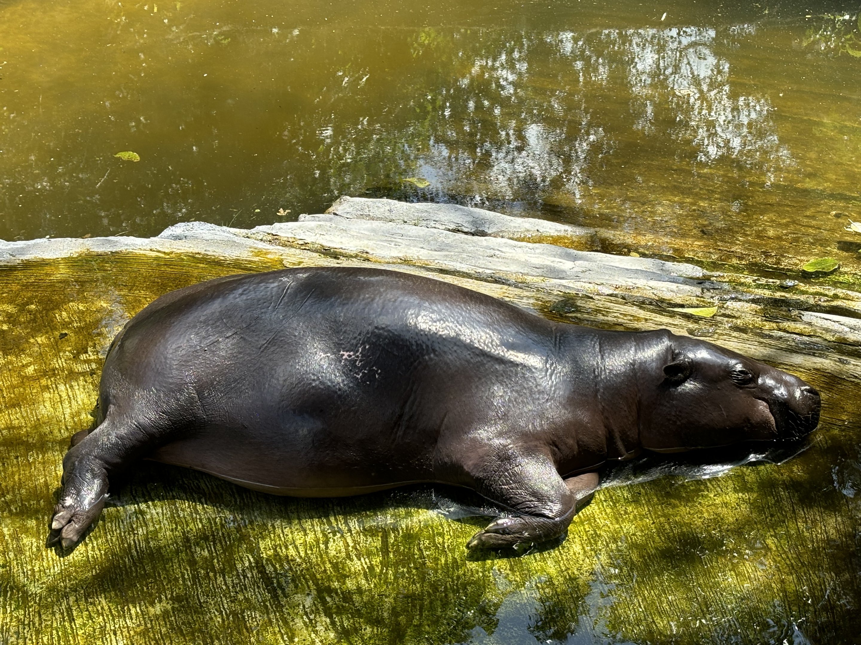 Pygmy Hippo