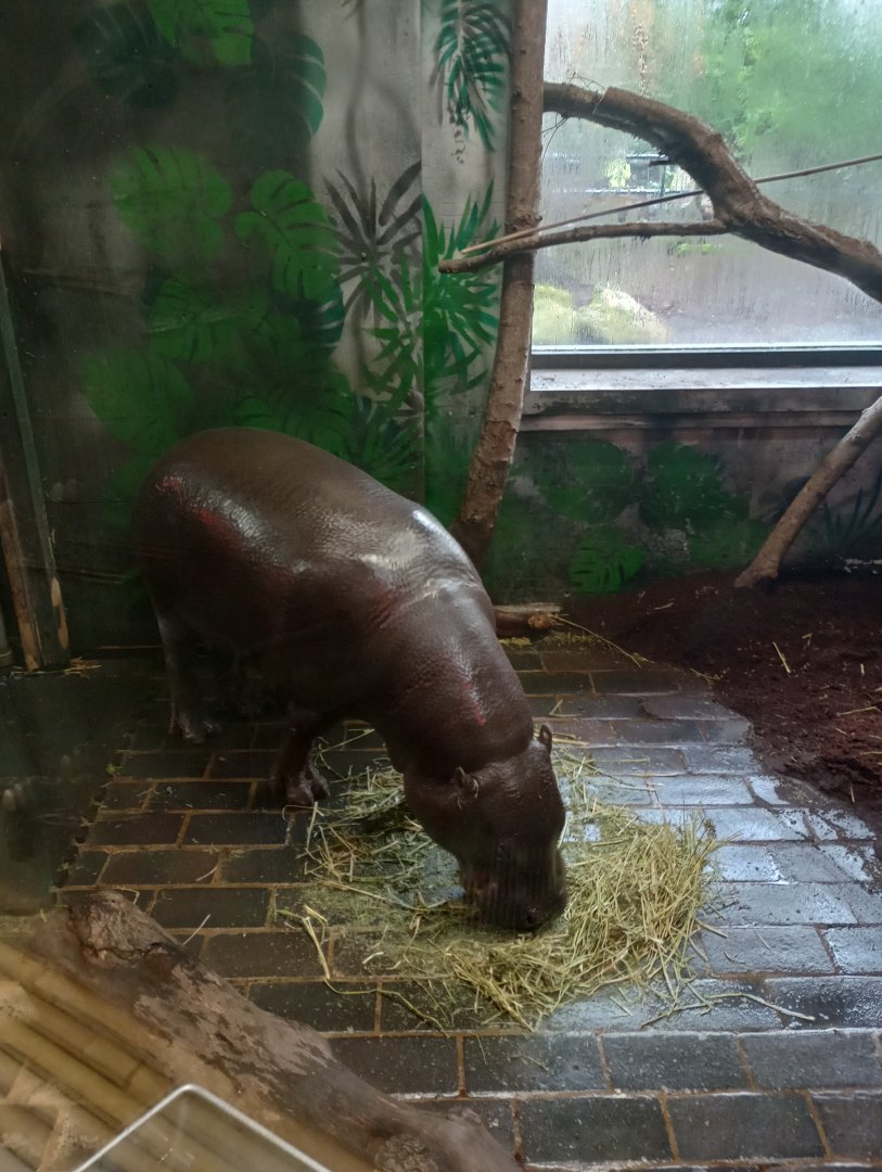 Pygmy hippo