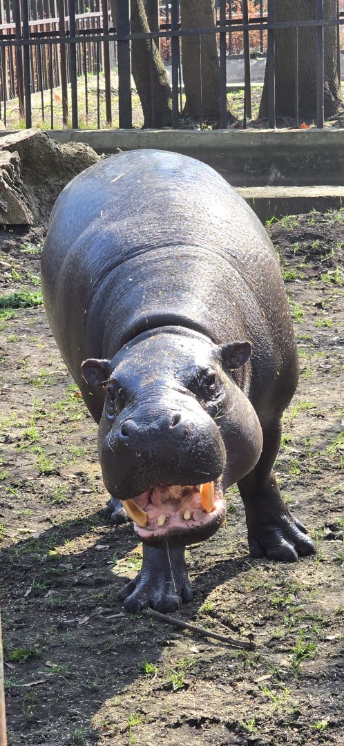 Pygmy hippo