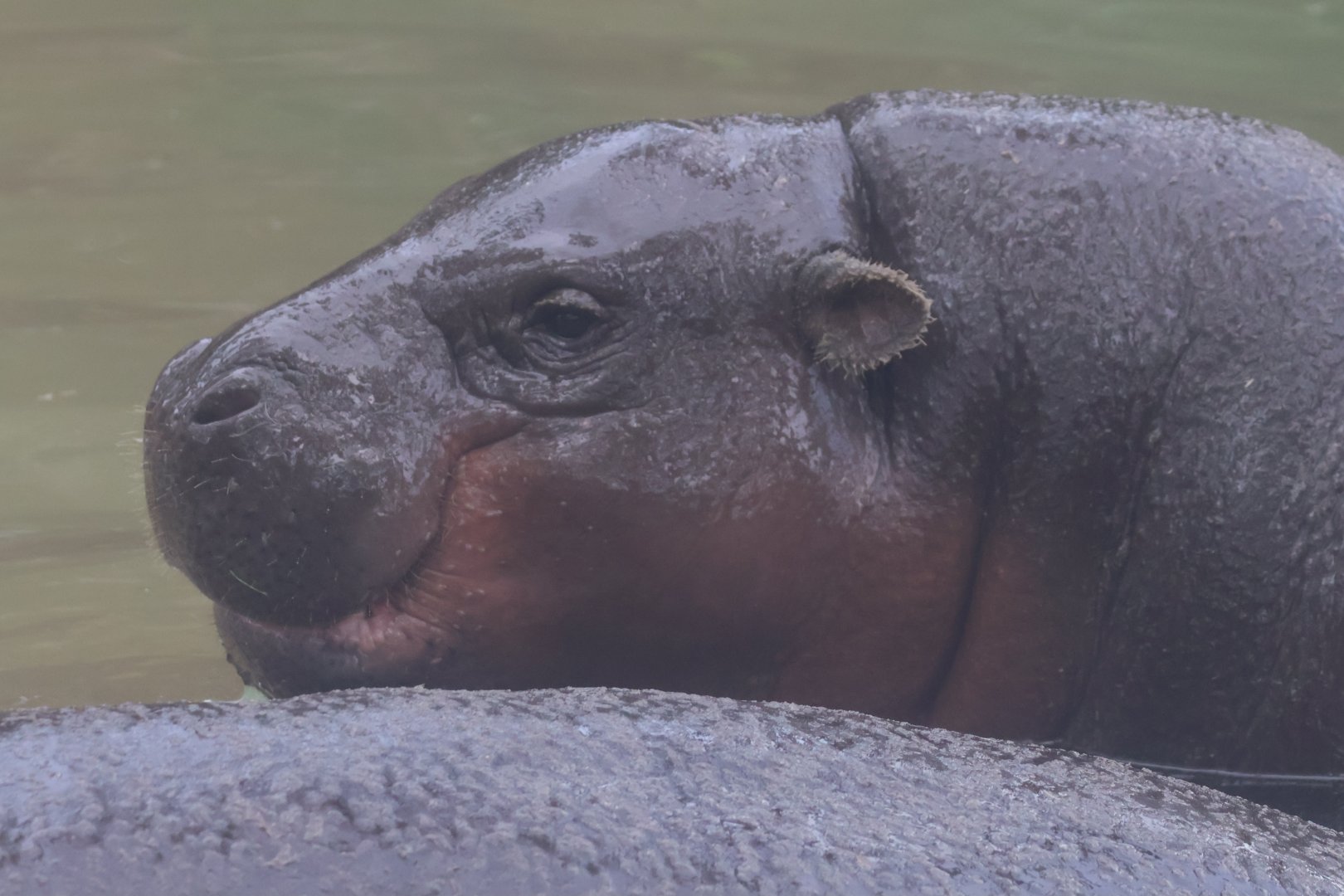 Pygmy hippo