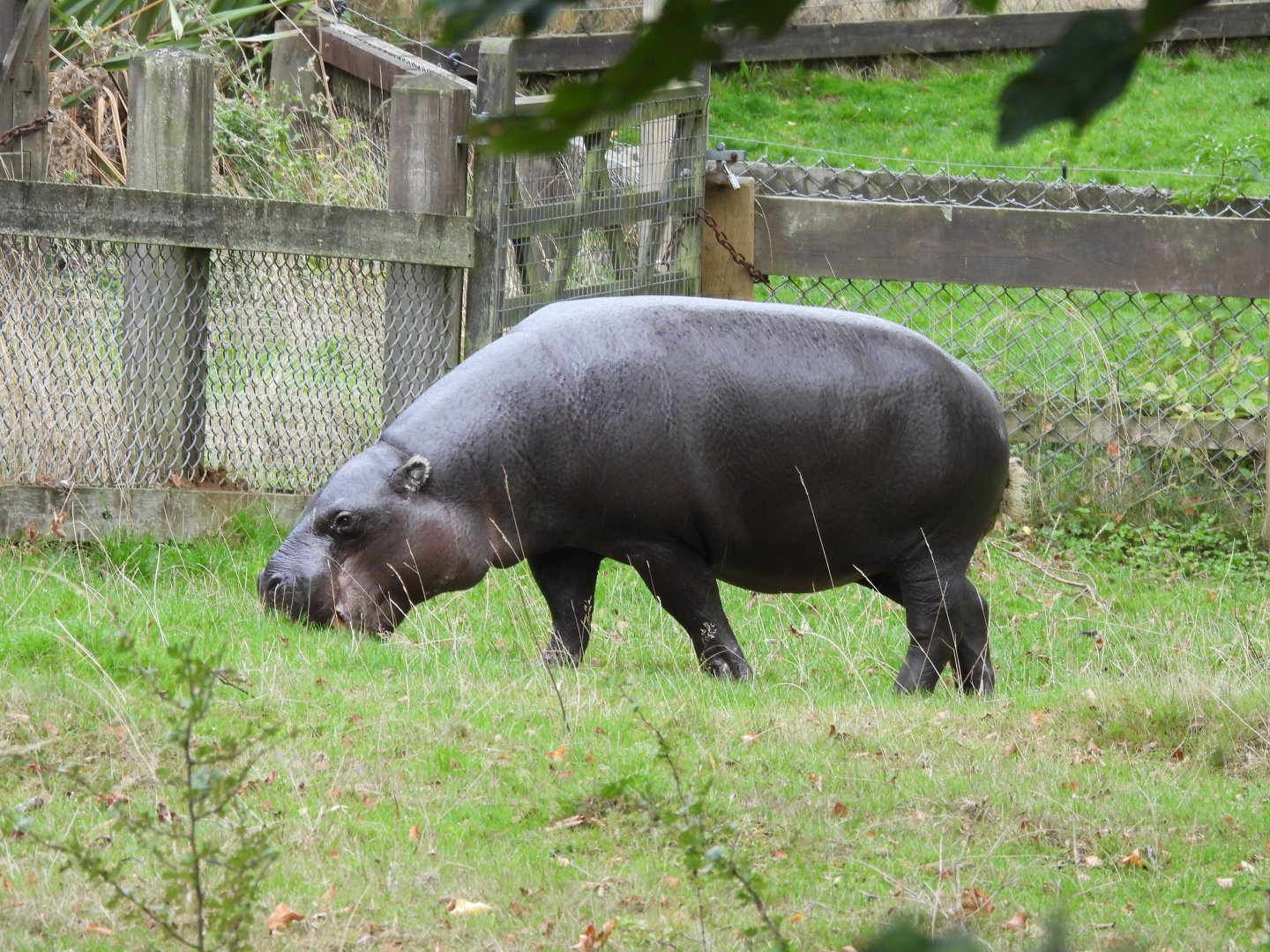 Pygmy Hippo