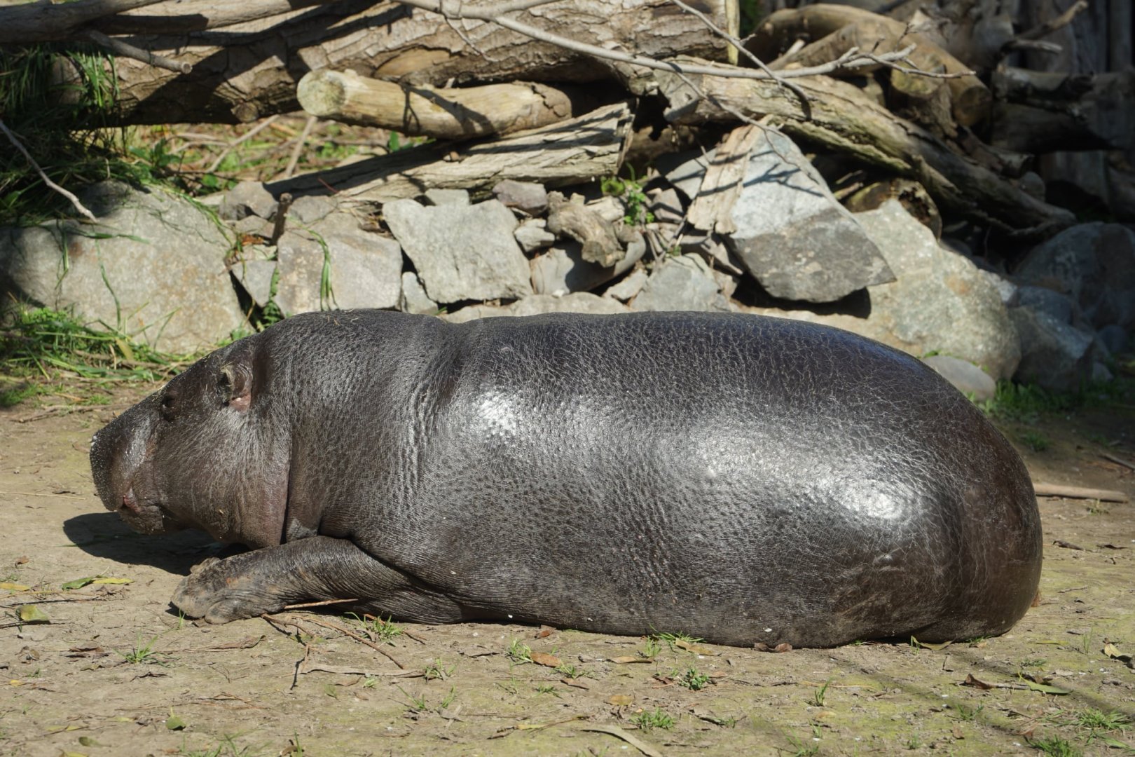 Pygmy Hippo
