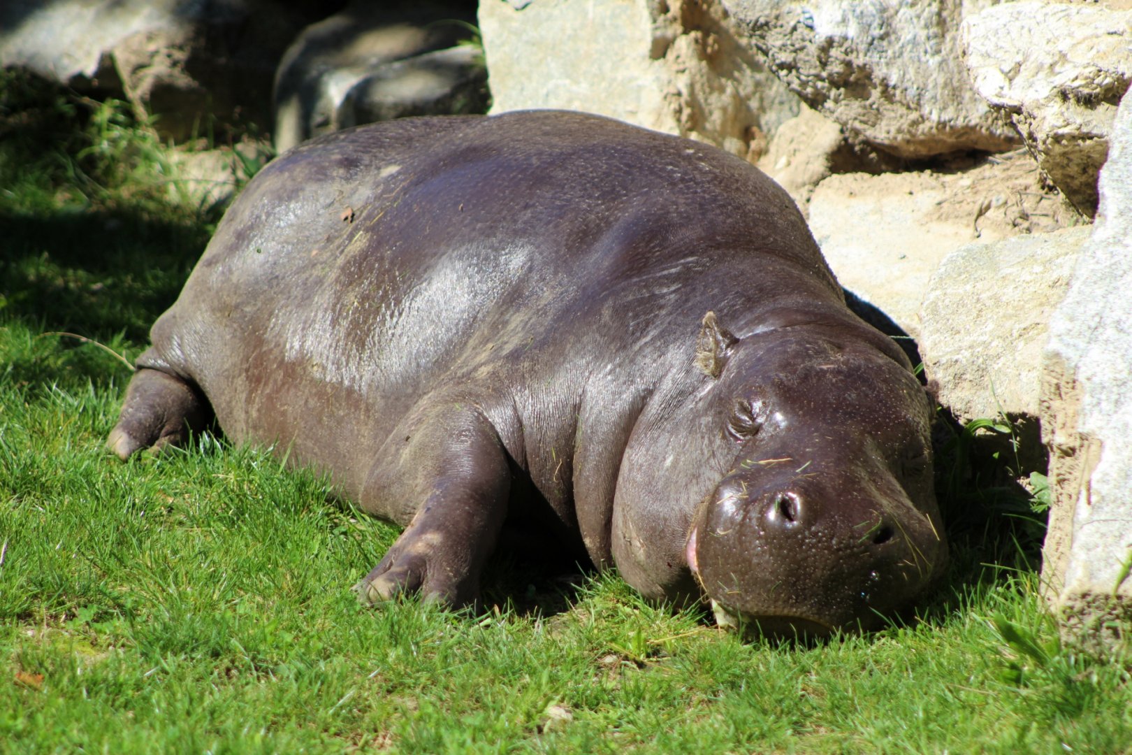 Pygmy Hippo