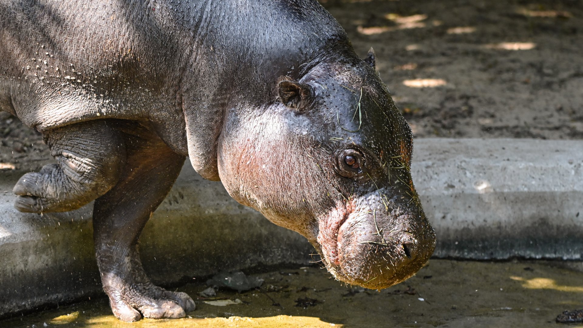 Pygmy hippo