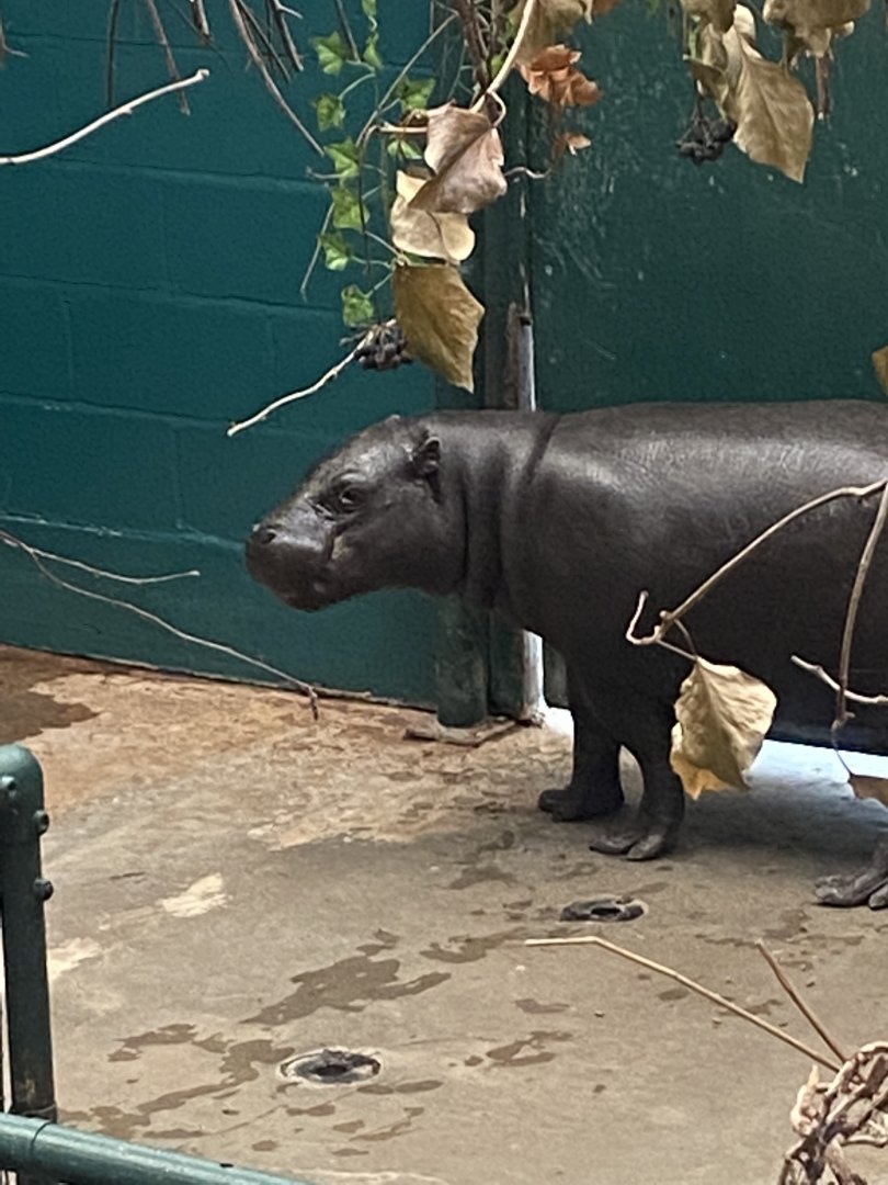 Pygmy hippopotamus 040822