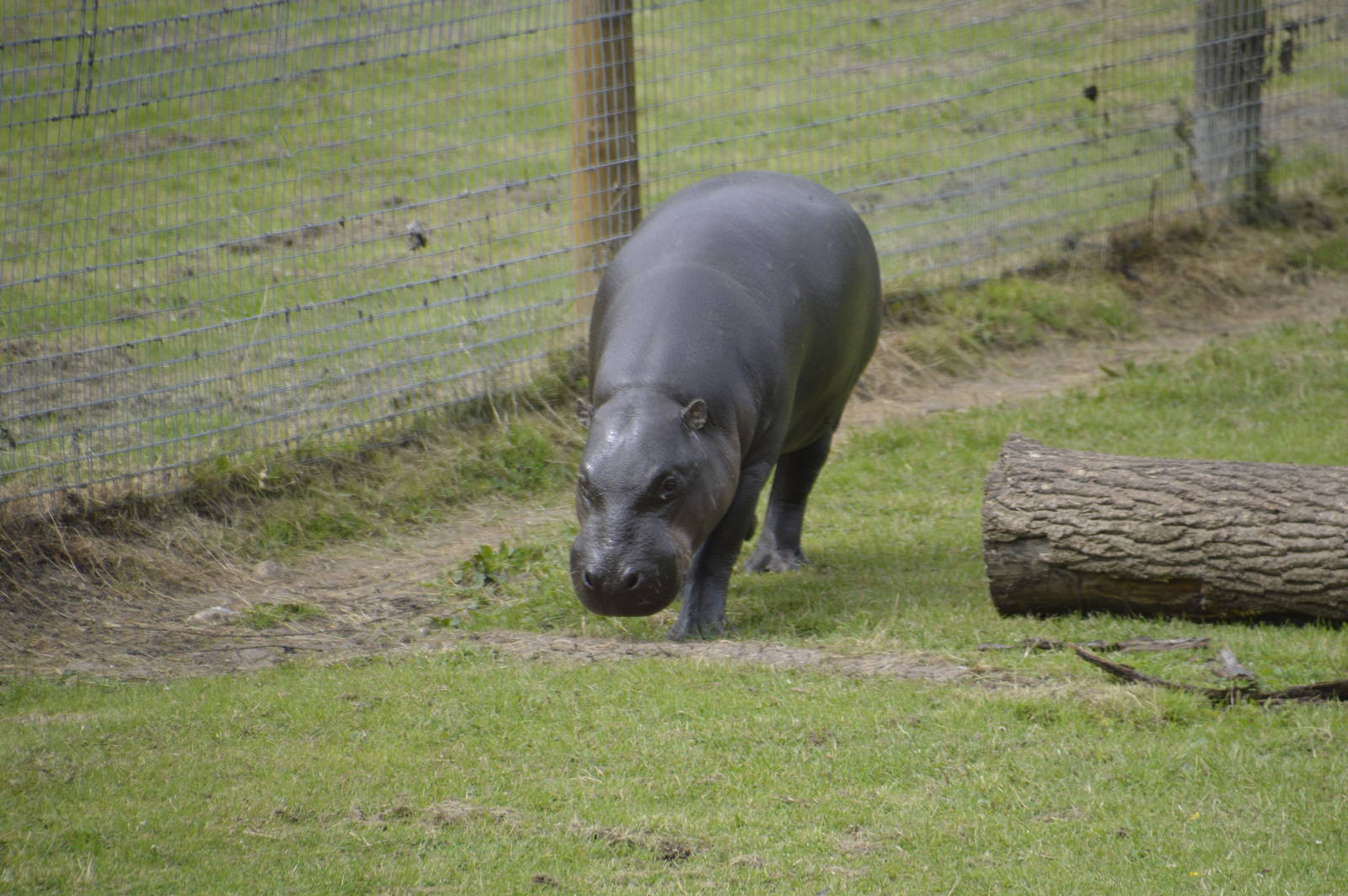 Pygmy Hippopotamus 090716