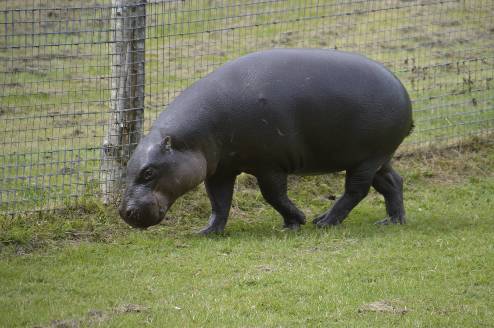 Pygmy Hippopotamus 090716