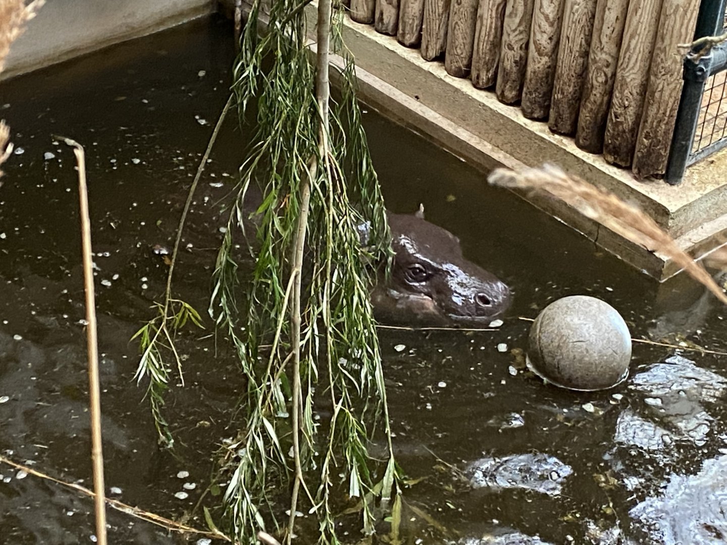 Pygmy hippopotamus 120821