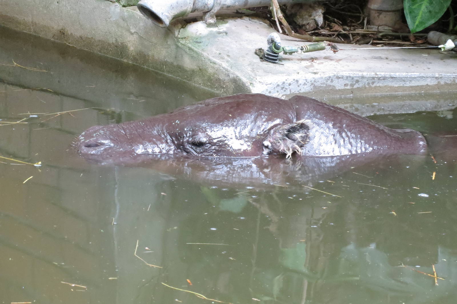 pygmy hippopotamus 201013